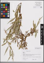 Foto von Salix excelsa S. G. Gmel.